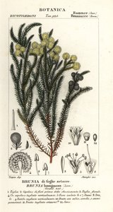 Gewone katoenstruik, Berzelia lanuginosa door Stanghi Stanghi