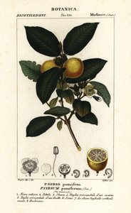 Gewone guave, Psidium guajava