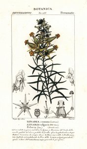 Vlasbekje of gele vlasbek, Linaria vulgaris door Stanghi Stanghi