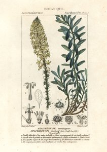 Crème kaarsen, Stackhousia monogyna door Stanghi Stanghi