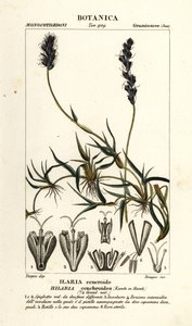 Krulmesquite, Hilaria cenchroides door Stanghi Stanghi