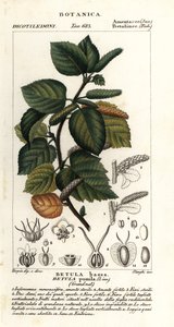 Dwergberk, Betula pumila
