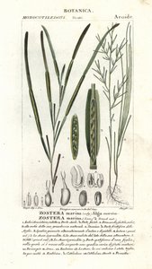 Zeegras of zeewier, Zostera marina
