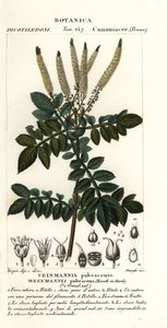 Encenillo, Weinmannia pubescens door Stanghi Stanghi
