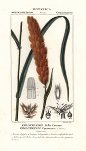 Eriochrysis cayannensis, tropisch Amerikaans gras