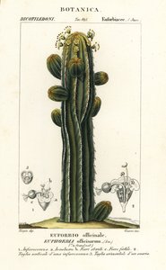 Euphorbia officinarum door Stanghi Stanghi