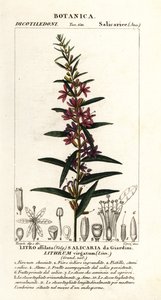 Europese kattenstaart, Lythrum virgatum