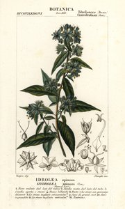Valse vioolblad, Hydrolea spinosa door Stanghi Stanghi