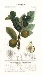 Vijgenboom en vrucht, Ficus carica