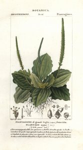 Grote weegbree, Plantago major door Stanghi Stanghi