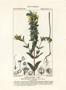 Grote ratelaar, Rhinanthus alectorolophus door Stanghi Stanghi