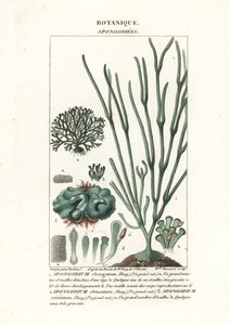 Groene algen Spongodium soorten door Stanghi Stanghi