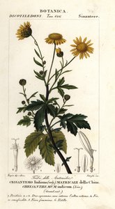 Indische chrysant, Chrysanthemum indicum