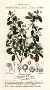 Indische pruim, Flacourtia indica door Stanghi Stanghi