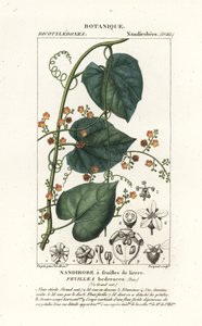 Javillo of tegengif caccoon, Fevillea cordifolia door Stanghi Stanghi