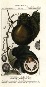 Javillo of tegengif caccoon fruit, Fevillea cordifolia