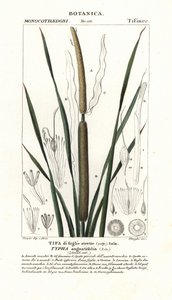 Kleine lisdodde, Typha angustifolia door Stanghi Stanghi