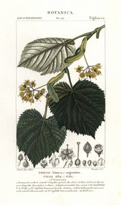 Lindeboom, Tilia alba door Stanghi Stanghi
