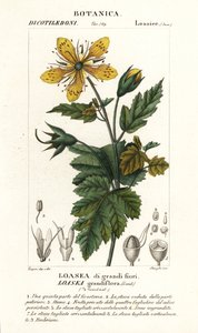 Loasea grandiflora door Stanghi Stanghi