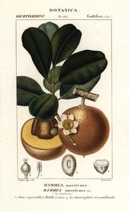 Mammee appel, Mammea americana door Stanghi Stanghi
