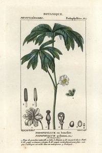 Meiklokje, Podophyllum peltatum