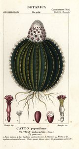 Meloencactus, Melocactus caroli-linnaei door Stanghi Stanghi