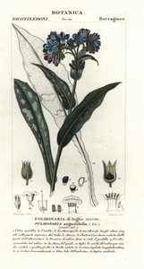 Smalbladig longkruid, Pulmonaria angustifolia door Stanghi Stanghi