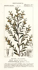 Olax stricta door Stanghi Stanghi