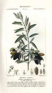 Olijfboom, Olea europaea