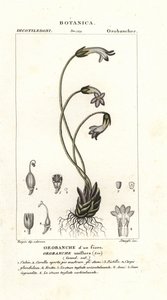 Eenbloemige bremraap, Orobanche uniflora door Stanghi Stanghi