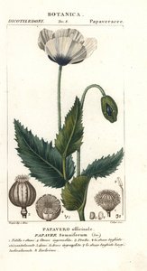 Slaapbol, Papaver somniferum, Papavero officinale