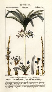 Palmboom, Geonoma maxima
