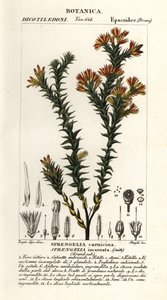 Roze moerasheide, Sprengelia incarnata