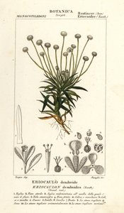 Pipewort, Paepalanthus dendroides