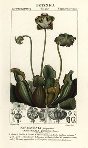 Paarse bekerplant, Sarracenia purpurea door Stanghi Stanghi
