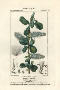 Kattenstaart, Salix caprea door Stanghi Stanghi