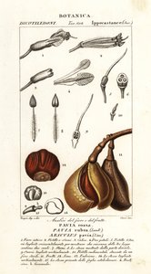 Rode paardenkastanje, Aesculus pavia
