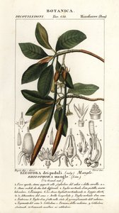 Rode mangrove, Rhozophora mangle