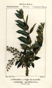 Redoul boom, Coriaria myrtifolia