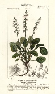 Rondbladige wintergroen, Pyrola rotundifolia door Stanghi Stanghi