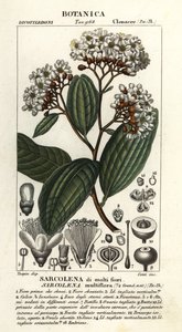 Sarcolaena multiflora door Stanghi Stanghi