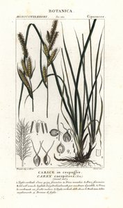 Zeggegras, Carex caespitosa door Stanghi Stanghi