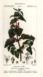 Glanzendbladige salie, Salvia formosa door Stanghi Stanghi