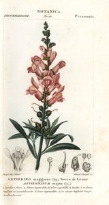 Leeuwenbek, Antirrhinum majus