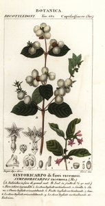 Sneeuwbes, Symphoria racemosa