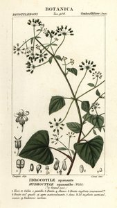 Spananthe paniculata, Hydrocotyle spananthe, Idrocotile spanante door Stanghi Stanghi