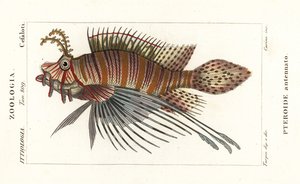 Vlaggenbaars, Pterois antennata door Stanghi Stanghi