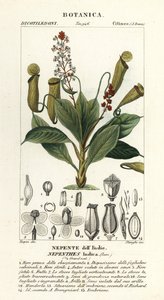 Tropische bekerplant, Nepenthes distillatoria