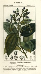 Echte kaneelboom, Cinnamomum verum