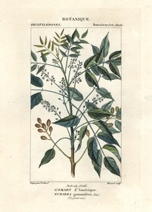 Terpentijnboom, Bursera simaruba door Stanghi Stanghi